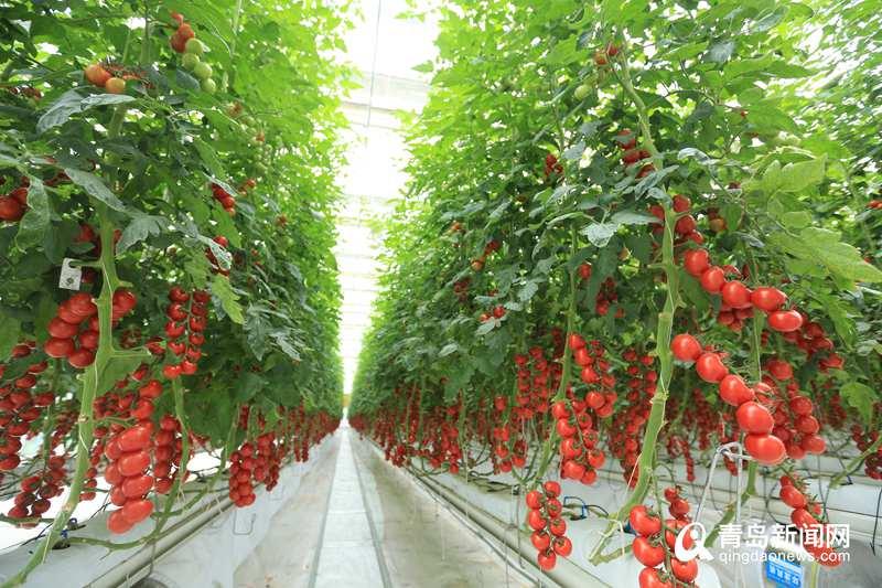 厲害了！“世界單體面積最大蔬菜花卉工廠”在西海岸正式開建，翻開現代農業新篇章